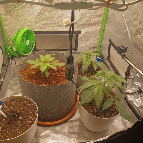 Esmarelda growlog timeline photo