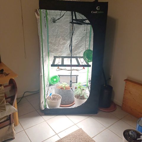 Esmarelda growlog timeline photo