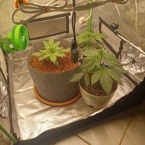 Esmarelda growlog timeline photo