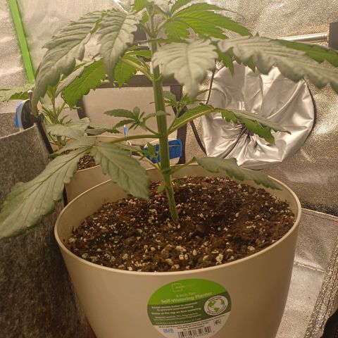 Esmarelda growlog timeline photo