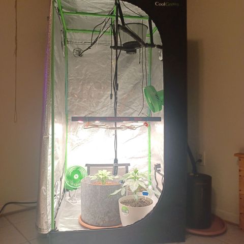 Esmarelda growlog timeline photo