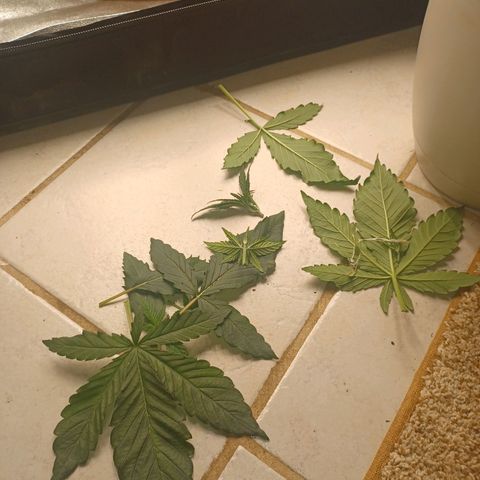 Esmarelda growlog timeline photo