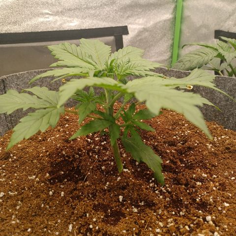Esmarelda growlog timeline photo
