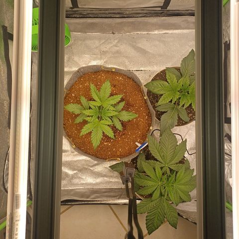 Esmarelda growlog timeline photo