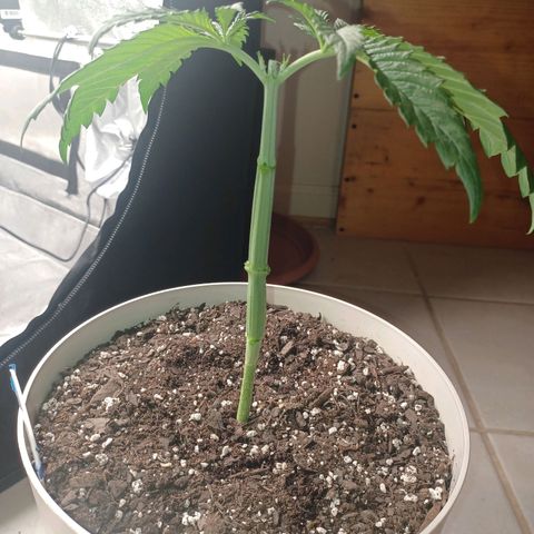Esmarelda growlog timeline photo