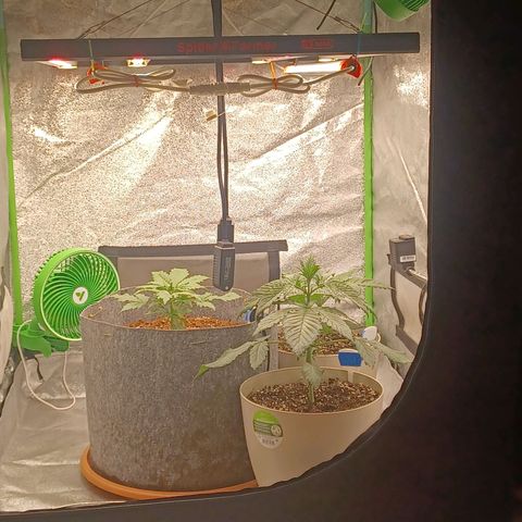 Esmarelda growlog timeline photo
