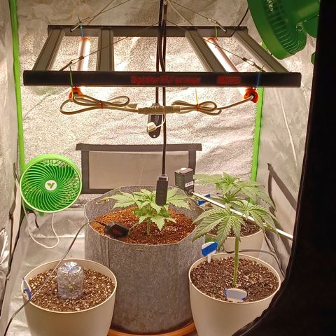 Esmarelda growlog timeline photo