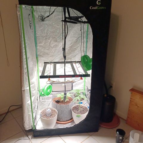 Esmarelda growlog timeline photo