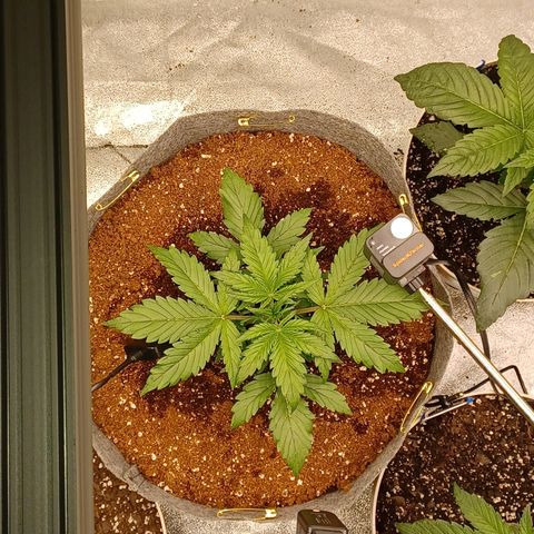 Esmarelda growlog timeline photo