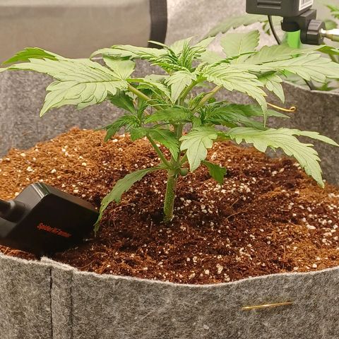 Esmarelda growlog timeline photo