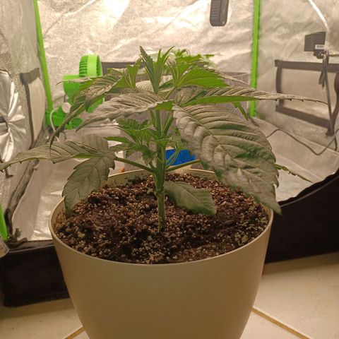 Esmarelda growlog timeline photo