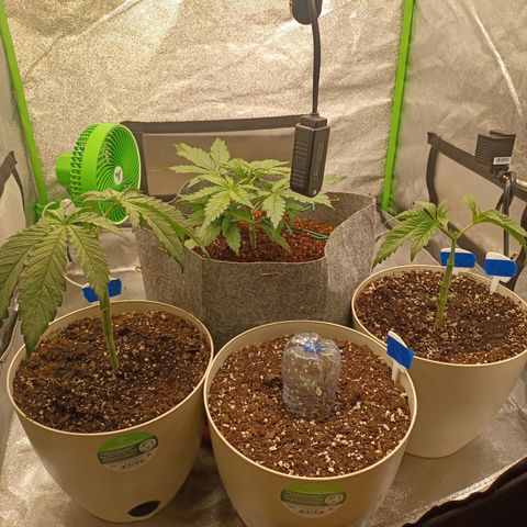 Esmarelda growlog timeline photo