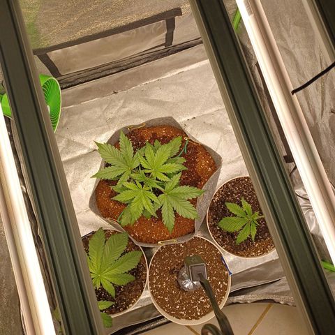 Esmarelda growlog timeline photo