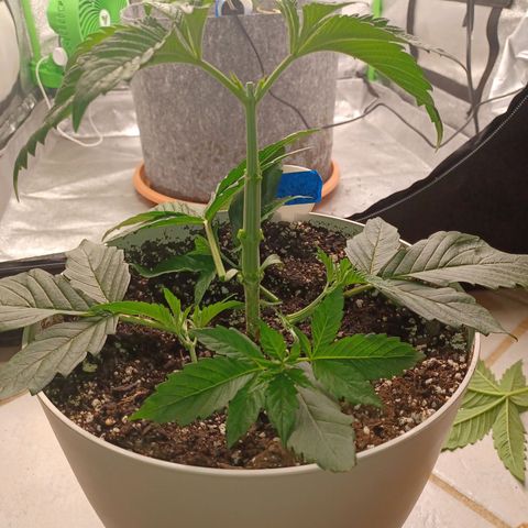Esmarelda growlog timeline photo