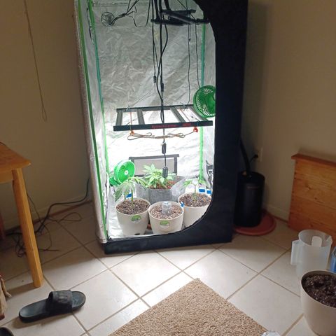 Esmarelda growlog timeline photo