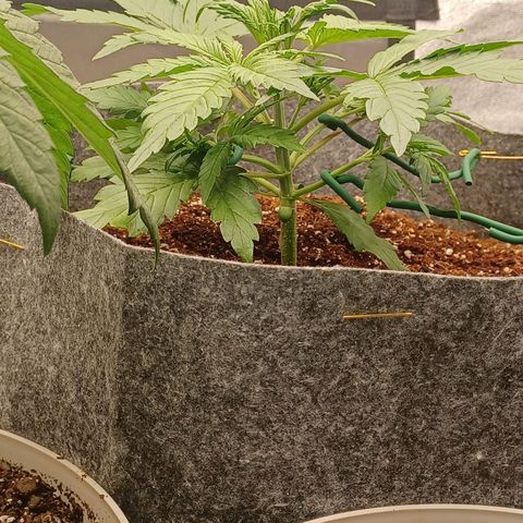 Esmarelda growlog timeline photo