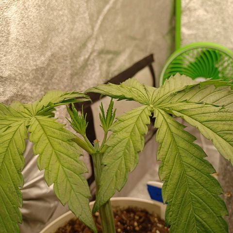 Esmarelda growlog timeline photo