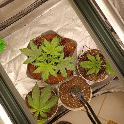 Esmarelda growlog timeline photo