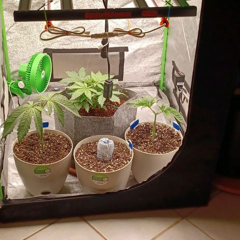 Esmarelda growlog timeline photo