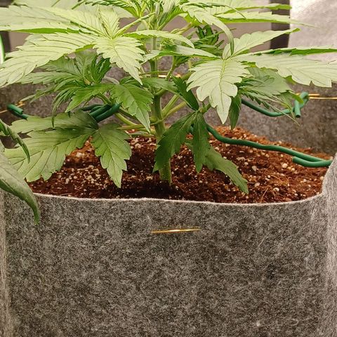 Esmarelda growlog timeline photo