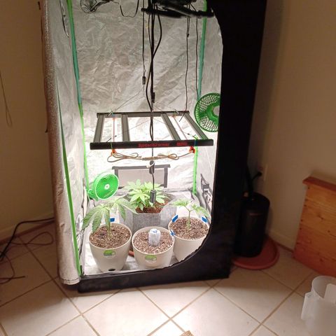 Esmarelda growlog timeline photo