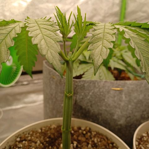Esmarelda growlog timeline photo