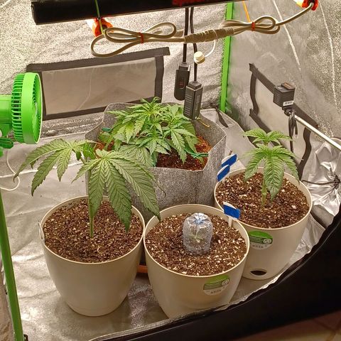 Esmarelda growlog timeline photo