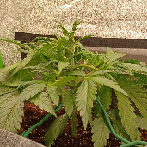 Esmarelda growlog timeline photo