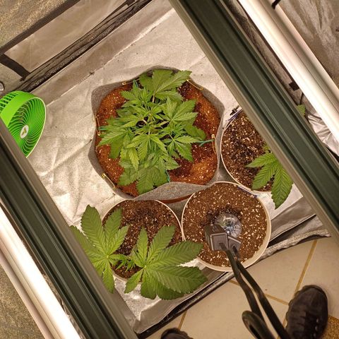 Esmarelda growlog timeline photo