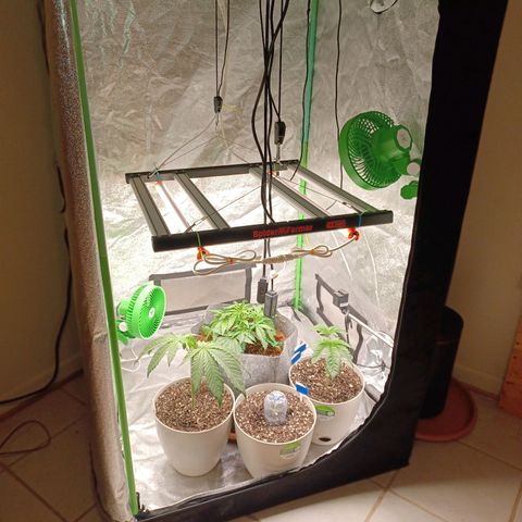 Esmarelda growlog timeline photo