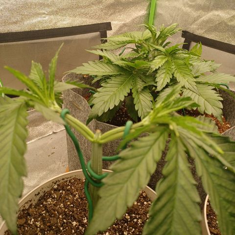 Esmarelda growlog timeline photo