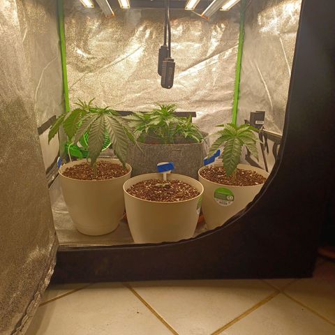 Esmarelda growlog timeline photo