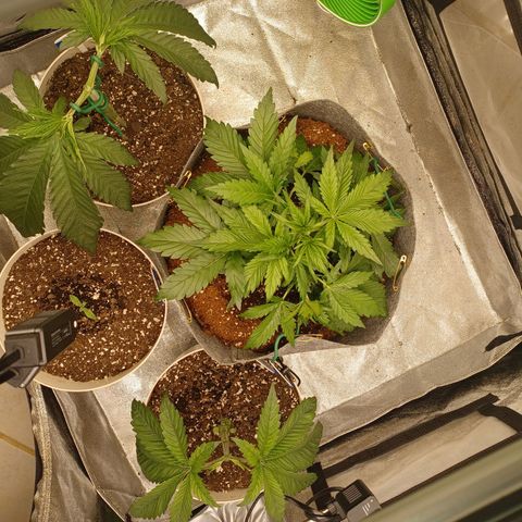 Esmarelda growlog timeline photo