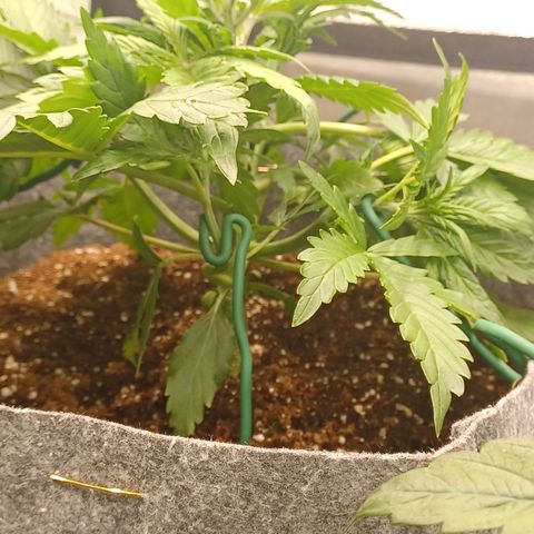 Esmarelda growlog timeline photo