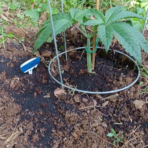 Esmarelda growlog timeline photo