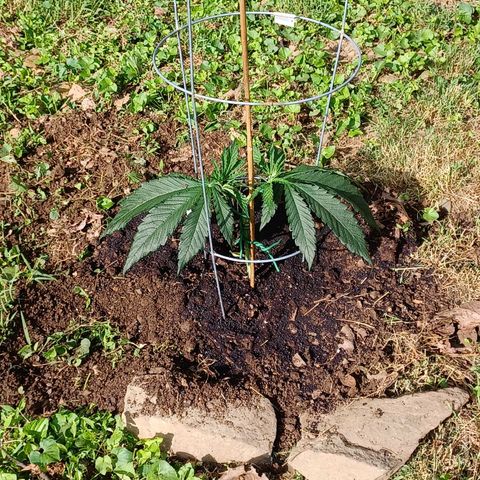 Esmarelda growlog timeline photo