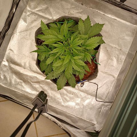 Esmarelda growlog timeline photo