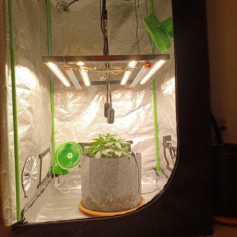 Esmarelda growlog timeline photo