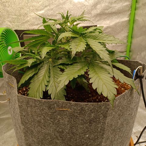 Esmarelda growlog timeline photo
