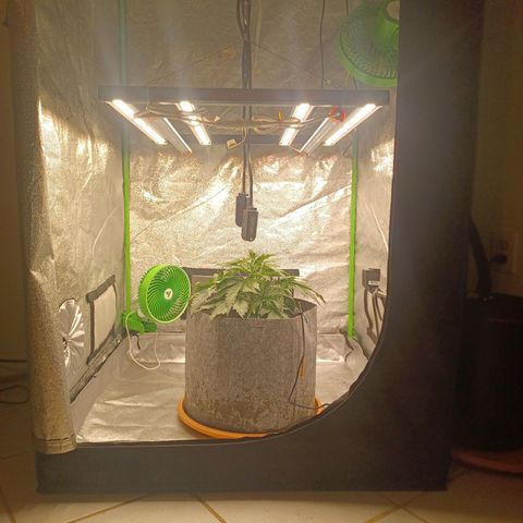 Esmarelda growlog timeline photo