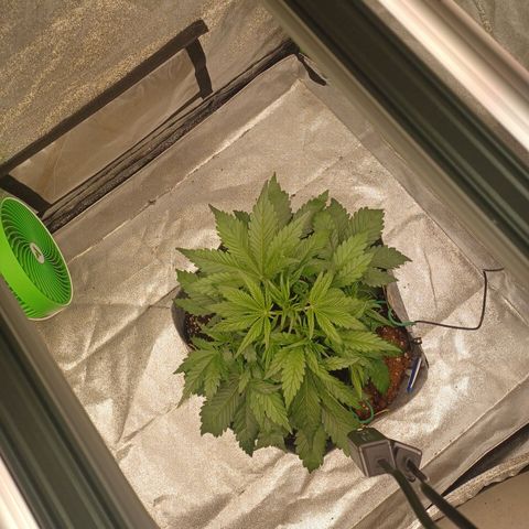 Esmarelda growlog timeline photo