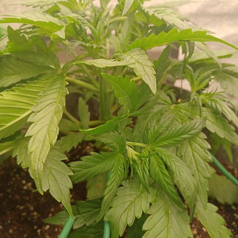 Esmarelda growlog timeline photo