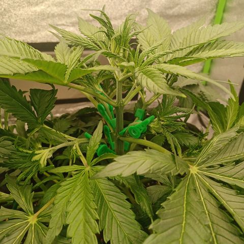 Esmarelda growlog timeline photo