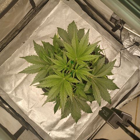 Esmarelda growlog timeline photo
