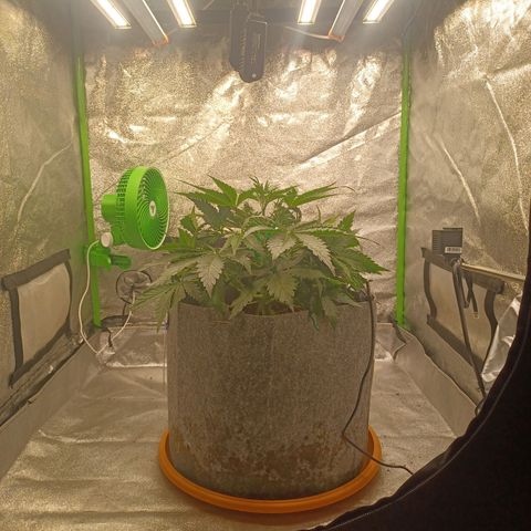 Esmarelda growlog timeline photo