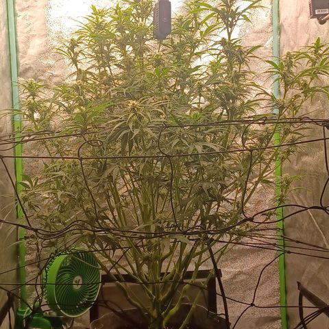 Esmarelda growlog timeline photo
