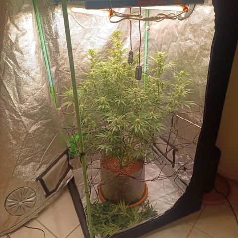 Esmarelda growlog timeline photo