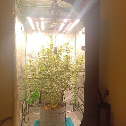 Esmarelda growlog timeline photo