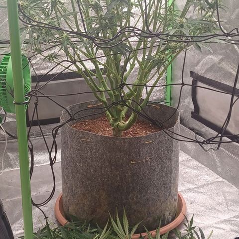 Esmarelda growlog timeline photo