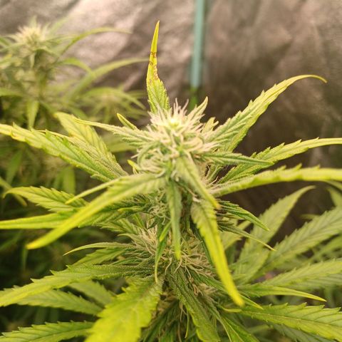 Esmarelda growlog timeline photo